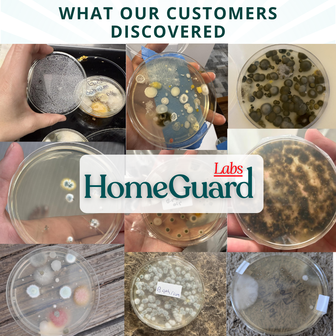 Patented Mold Test Kit By HomeGuard