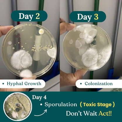 Patented Mold Test Kit By HomeGuard