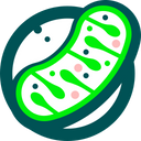 Stage 3 – Mitochondria Under Attack